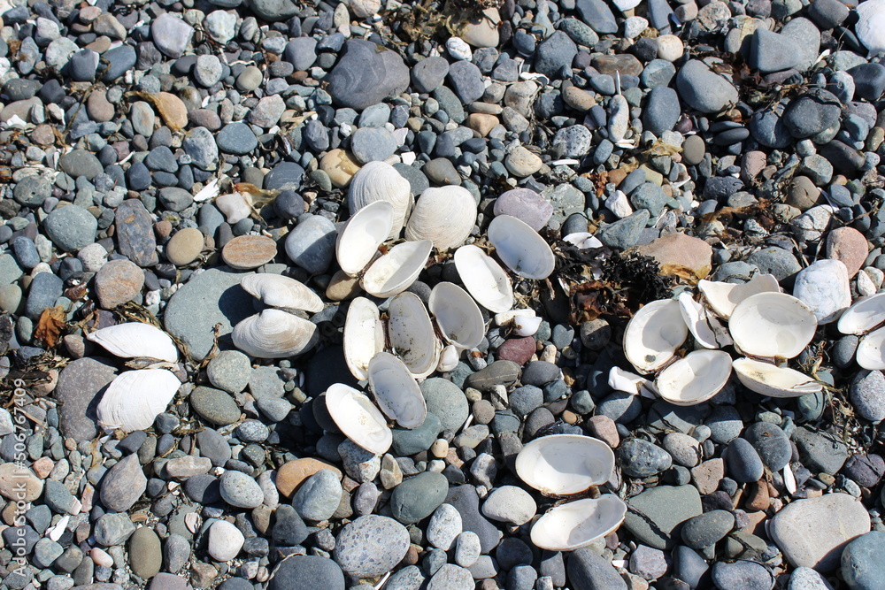 Washed empty seashells on a beach Washed empty seashells on a beach