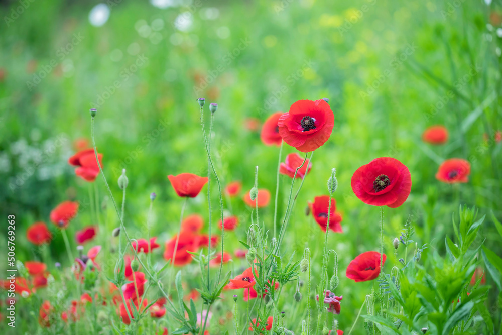 Fototapeta premium Red poppy flower on the meadow