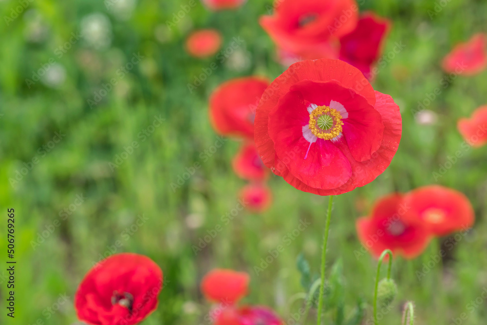 Red poppy flower on the meadow Red poppy flower on the meadow