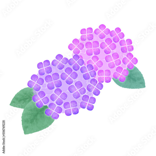 手描き水彩の紫陽花(紫)