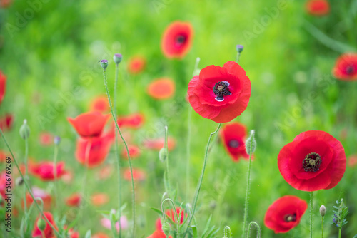 Red poppy flower on the meadow