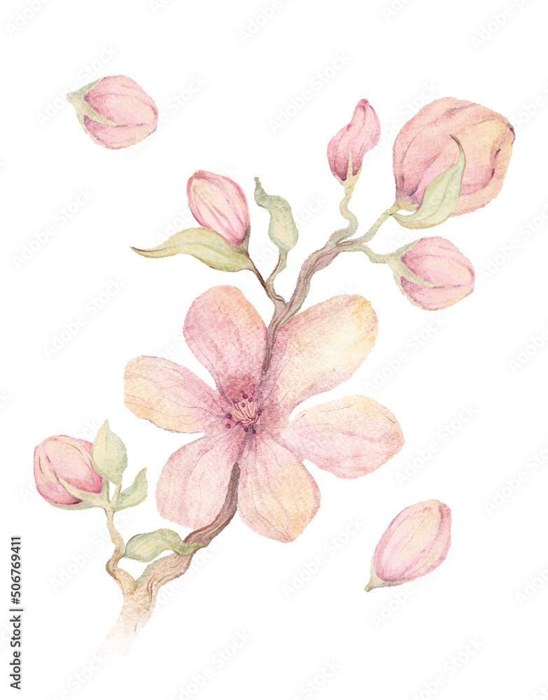 Fototapeta premium Simple nursery set. Watercolor hand drawn delicate illustration of pink blossom cherry flowers, branch, buds, leaves. Floral spring elements isolated on white background