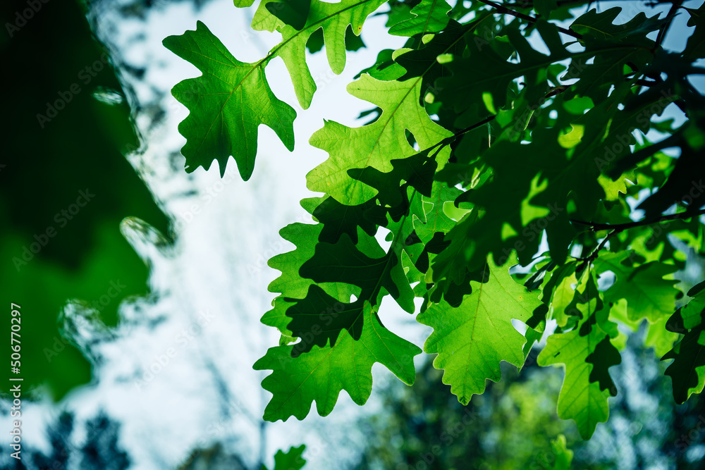 Green foliage of oak tree against the blue sky on summer day. Abstract leafy background. View from below.