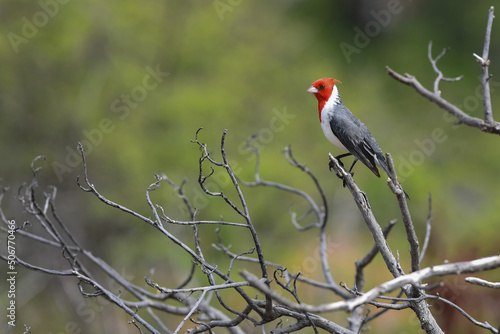 A Red-crested Cardinal (paroaria coronata) perched on a dead tree in Hawaii.