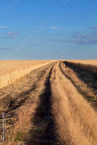Golden wheat field under blue sky in Ukraine  path  tyre tracks across the field. Harvesting time.