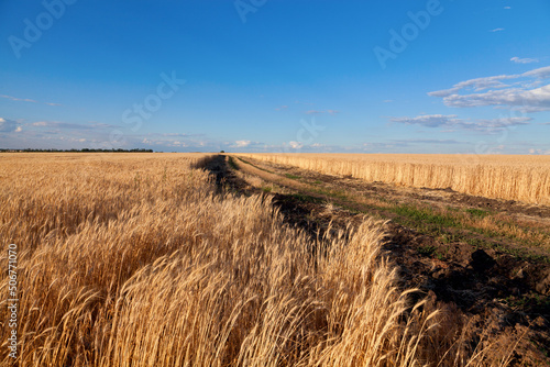 Tyre tracks across golden wheat field under blue sky in Ukraine.
