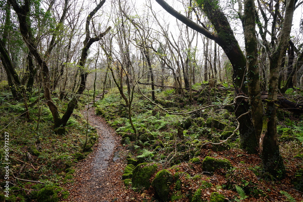 lonely autumn forest with bare trees and pathway lonely autumn forest with bare trees and pathway
