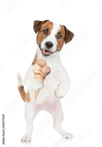 Happy Jack Russell Terrier puppy holds ice cream. isolated on white background
