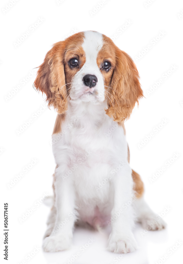 Сavalier King Charles Spaniel puppy sits and looks at camera. Isolated on white background