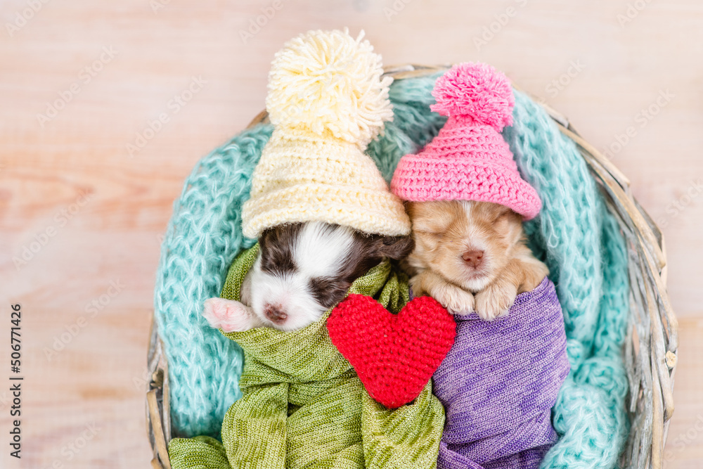 Two tiny cozy newborn Biewer Yorkie puppies wearing warm hat wrapped like babies sleep with red heart in a basket. Top down view Two tiny cozy newborn Biewer Yorkie puppies wearing warm hat wrapped like babies sleep with red heart in a basket. Top down view