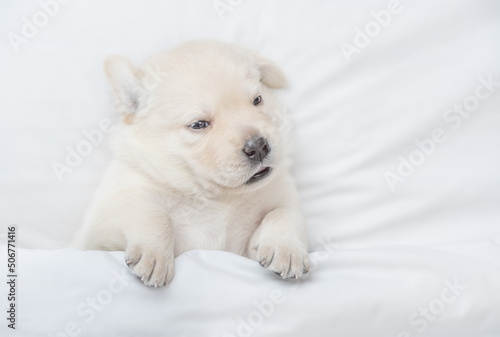 Cozy golden retriever puppy lying under white warm blanket on a bed at home. Top down view