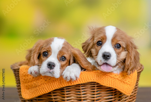 Two young Сavalier King Charles Spaniel puppy sit inside basket at summer park