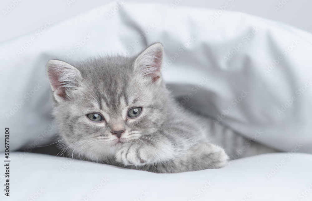 Cute kitten lying under white warm blanket on a bed at home