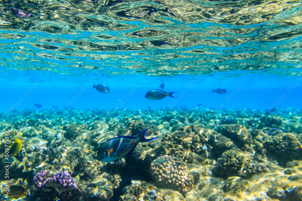 Fototapeta premium Sohal surgeonfish (Acanthurus sohal) or sohal tang, is a Red Sea endemic. Sohal surgeonfish on coral reef in the Red sea in Ras Mohammed national park. Sinai peninsula in Egypt