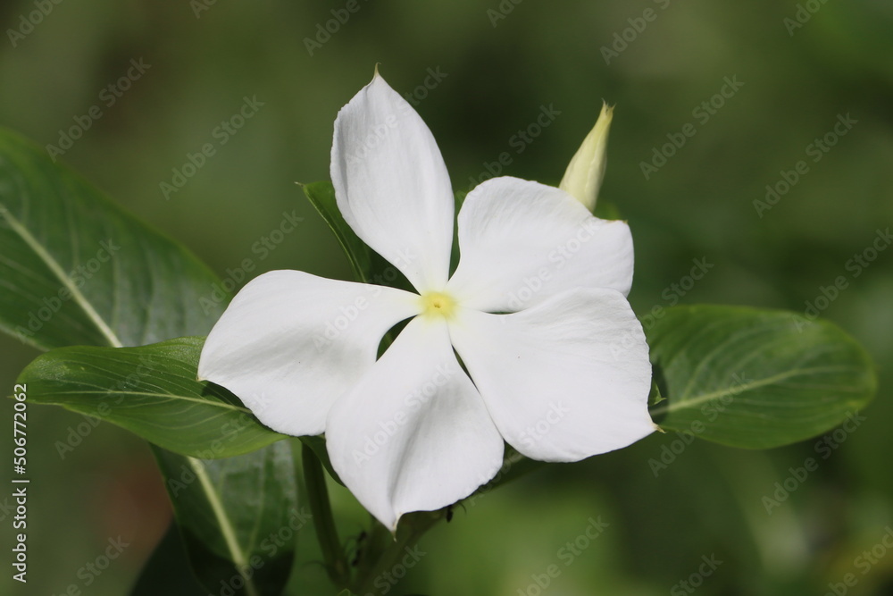 Jasmine is a genus of shrubs and vines in the olive family Oleaceae. It contains around 200 species native to tropical and warm temperate regions of Eurasia, Africa, and Oceania. Jasmine is a genus of shrubs and vines in the olive family Oleaceae. It contains around 200 species native to tropical and warm temperate regions of Eurasia, Africa, and Oceania.