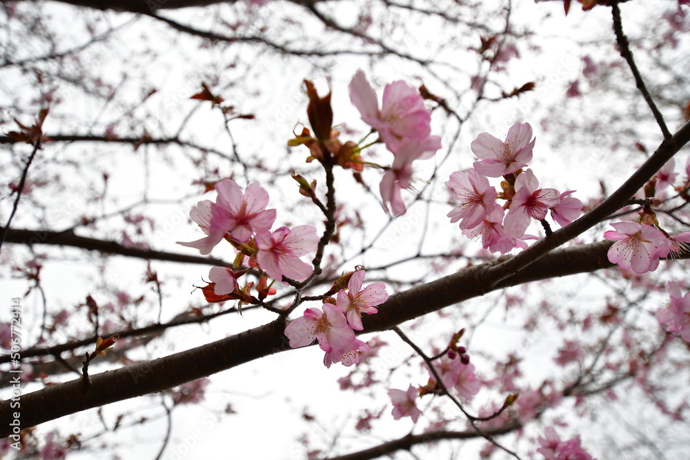 桜