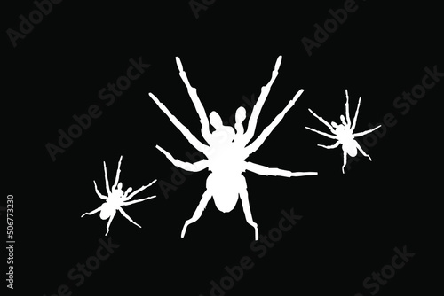 Spider silhouette