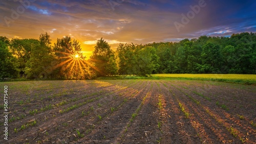 Kiełkująca kukurydza na polach o wiosennym poranku photo