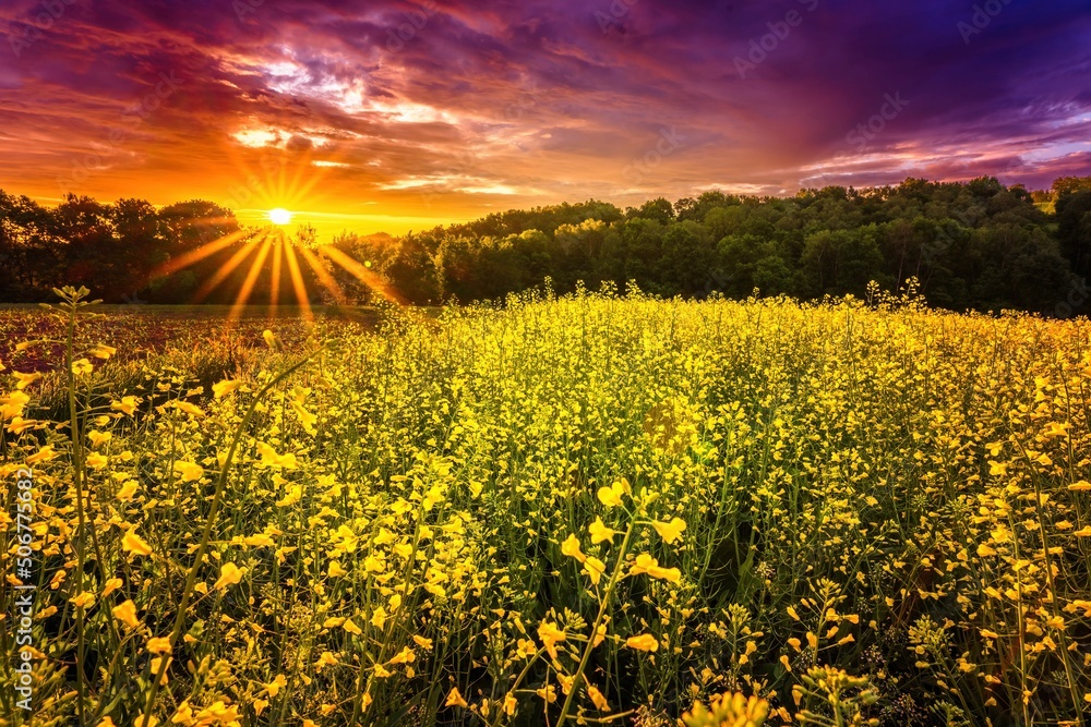 Wiosenne żółte pola rzepaku o wiosennym poranku i wschodzie słońca - obrazy, fototapety, plakaty 