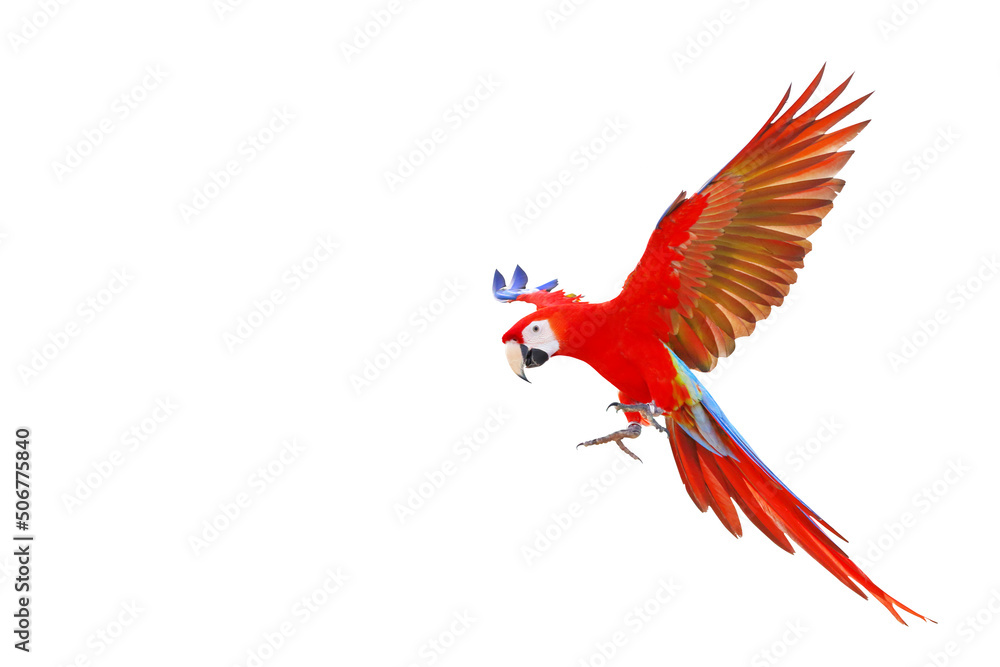 Colorful scarlet macaw parrot flying isolated on white.