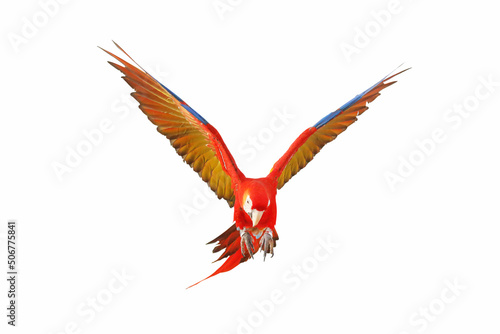 Colorful scarlet macaw parrot flying isolated on white. © Passakorn