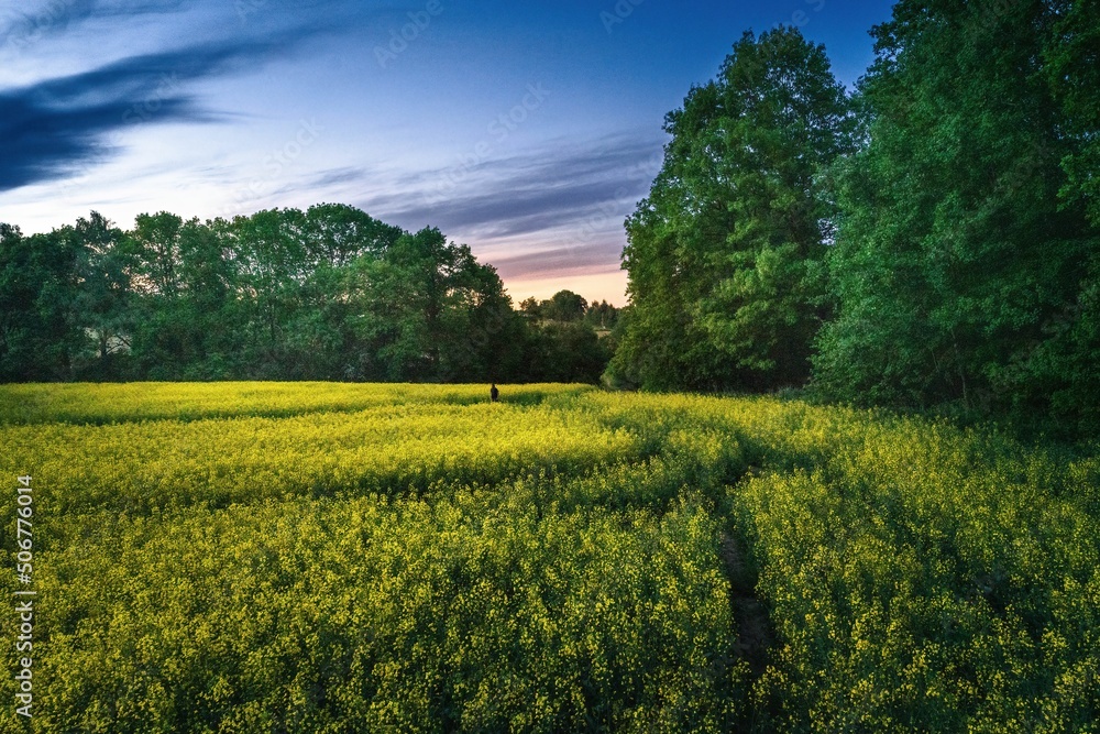 Obraz premium Wiosenne żółte pola rzepaku kwitnące na wsi 