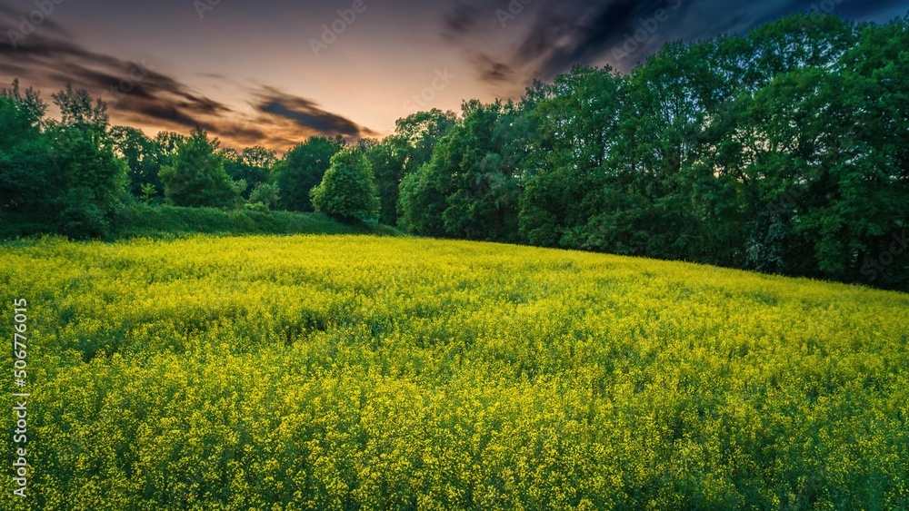 Wiosenne żółte pola rzepaku kwitnące na wsi  - obrazy, fototapety, plakaty 