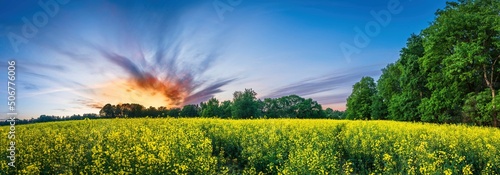 Wiosenne żółte pola rzepaku kwitnące na wsi 