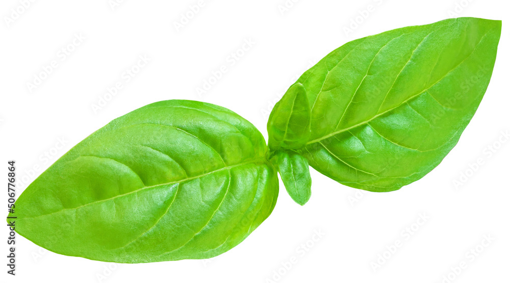 Basil leaf isolated. Fresh green  basil herb on white background, close up.. - obrazy, fototapety, plakaty 