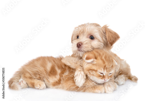 Cute Pembroke welsh corgi puppy embraces tiny kitten. isolated on white background © Ermolaev Alexandr