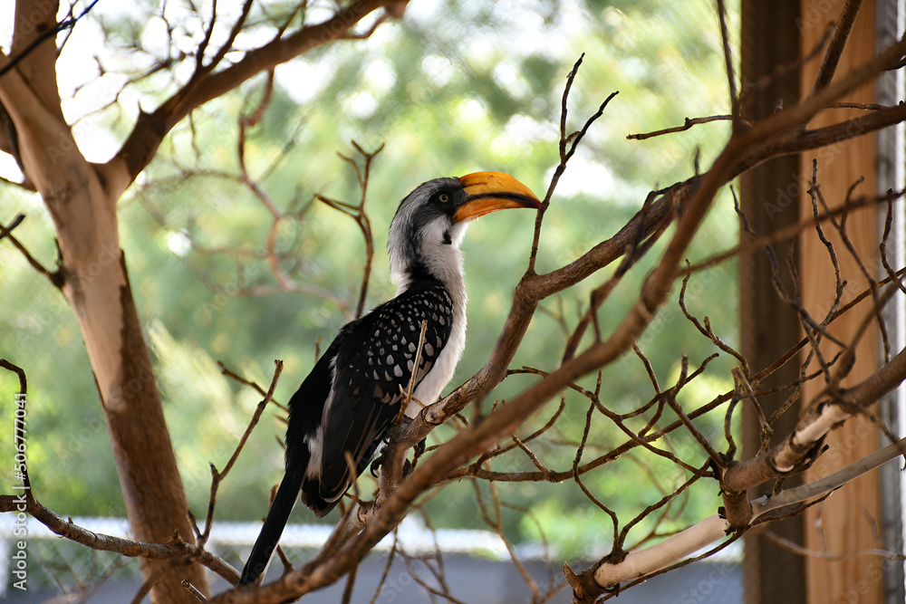Obraz premium yellow billed hornbill