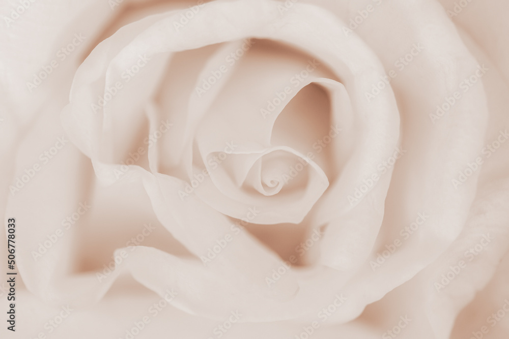 Beige blooming rose flower macro wallpaper, poster or wedding invitation in retro style