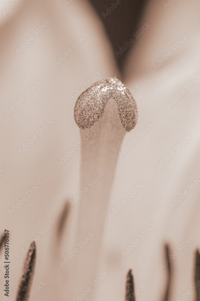 Bright orange flower lily stamens with pollen and pestle macro on blur background in retro vintage style Bright orange flower lily stamens with pollen and pestle macro on blur background in retro vintage style
