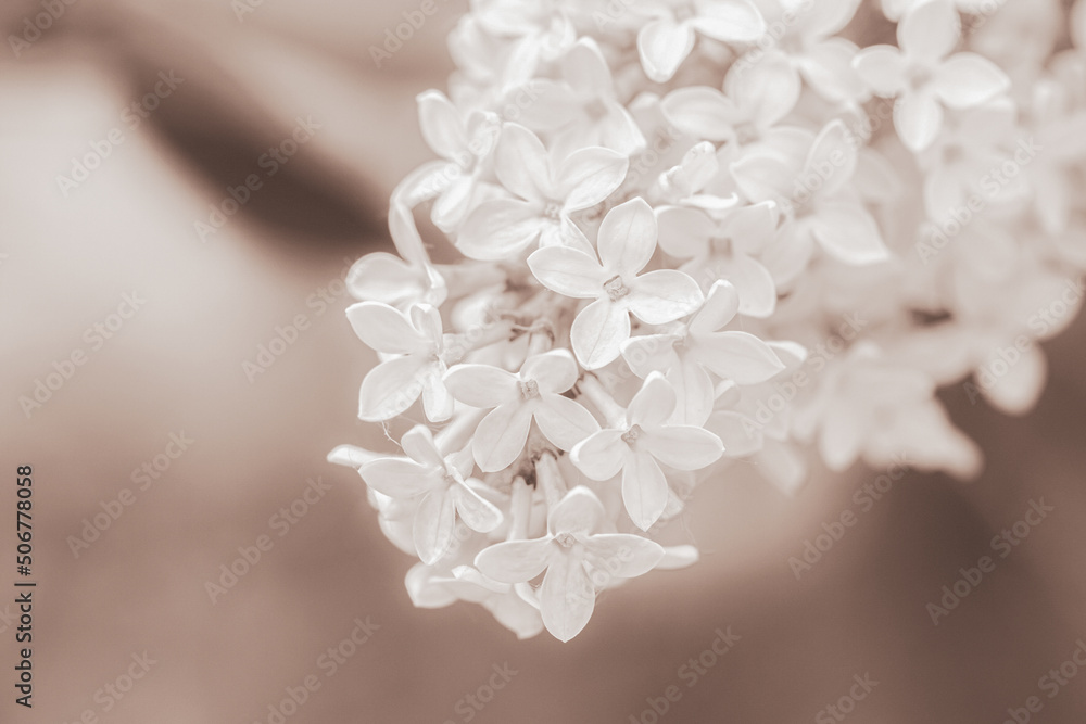 Lilac light pink small flowers macro with blur background in retro vintage style Lilac light pink small flowers macro with blur background in retro vintage style