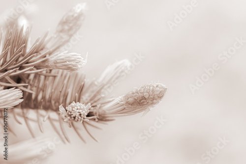 Spruce branch with fresh little pinecones with fir and blur background in retro vintage style