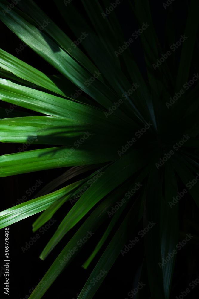 Fototapeta premium abstract green background
