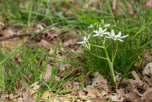 Ornithogalum umbellatum. Star of Bethlehem plant on the floor of an oak forest.