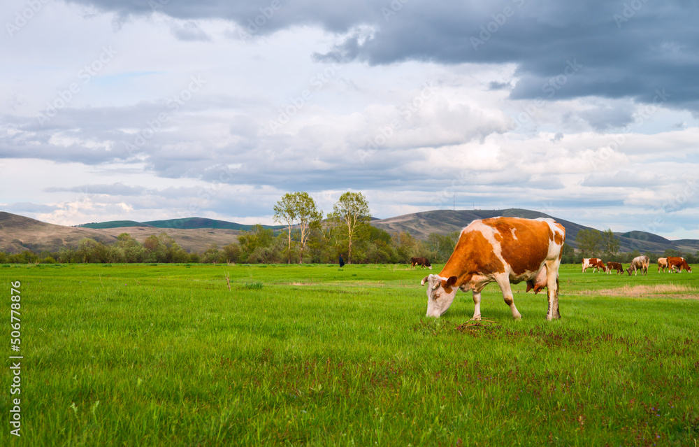 Fototapeta premium Cows grazing in a field. Panorama of grazing cows in a meadow with green grass, and in the background the sunrise in a small haze.