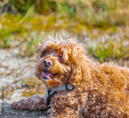 Cavapoo dog in the park, mixed, breed of Cavalier King Charles Spaniel and Poodle