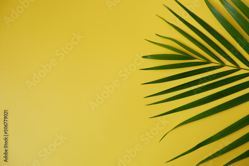 Palm leaf on yellow background. Minimal tropical plants composition with vivid yellow color background.