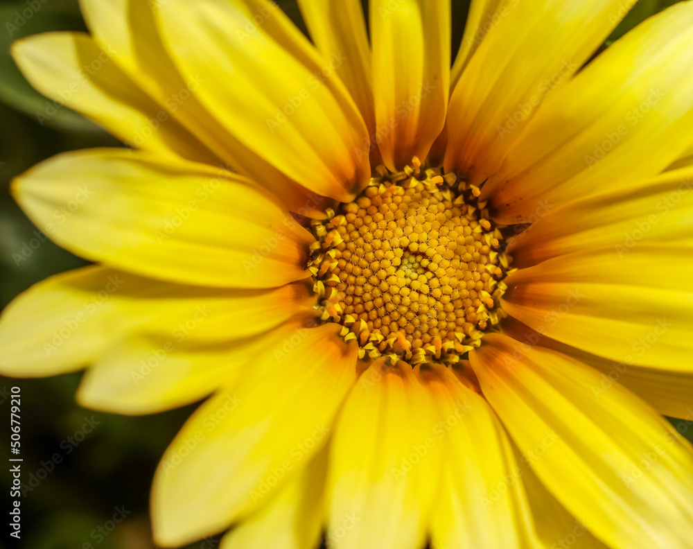Treasure Flower . Straw yellow . Frontal view . Close up Treasure Flower . Straw yellow . Frontal view . Close up