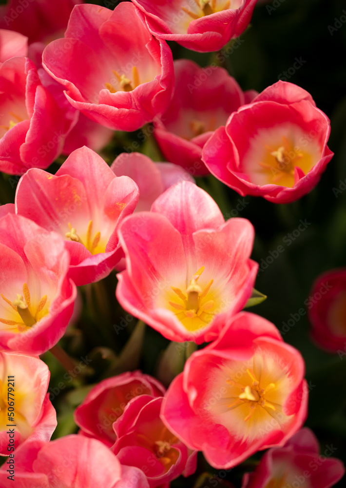 Fototapeta premium Pink flowers tulips in the park.