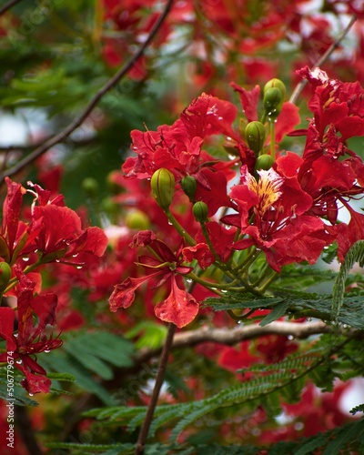 Closeup of royal poinciana(Krishnachura) flower with blurred background.Summer colorful tree with red tropical flowers on.