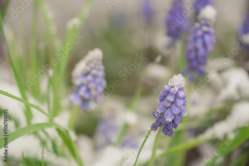 Blue Muscari flowers close up. A group of Grape hyacinth blooming in the spring, closeup with selective focus	