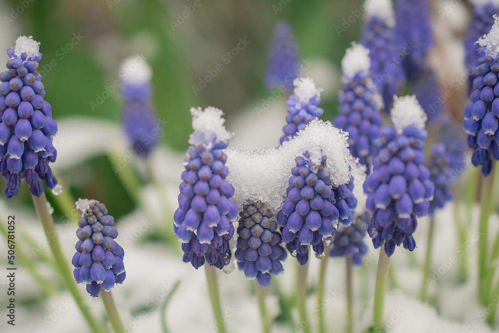 Blue Muscari flowers close up. A group of Grape hyacinth blooming in the spring, closeup with selective focus Blue Muscari flowers close up. A group of Grape hyacinth blooming in the spring, closeup with selective focus