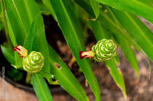 The Top Of The Ginger Blossom