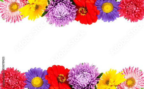 Beautiful flowers on white background. Nature concept