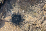 Sea urchin on a sandbank
