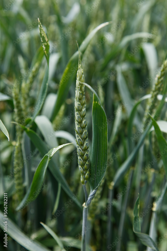 A stalk of unripe wheat in close-up A stalk of unripe wheat in close-up