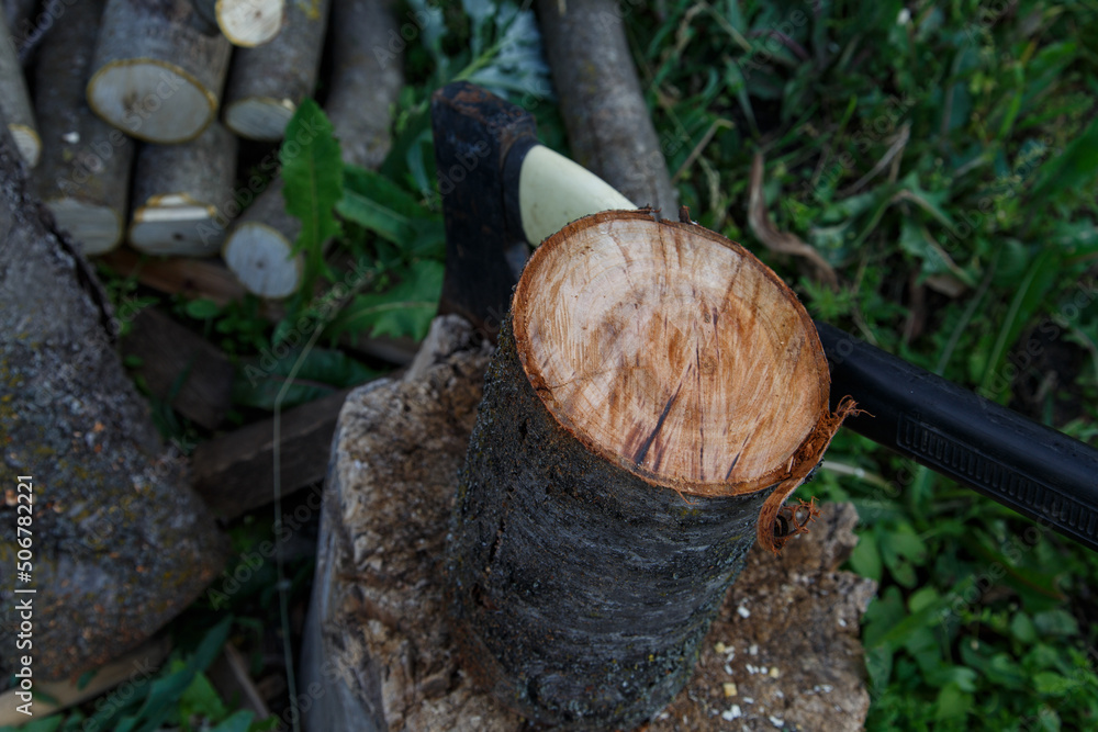 The sawn trunk of a cherry tree. An axe stuck in a stump and several sawn small walnut trunks. The sawn trunk of a cherry tree. An axe stuck in a stump and several sawn small walnut trunks.